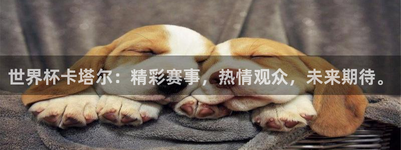 世界杯官网：世界杯卡塔尔：精彩赛事，热情观众，未来期待。