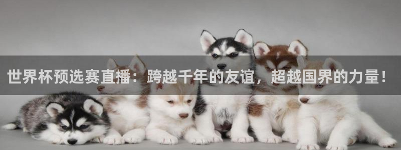 世界杯直播平台：世界杯预选赛直播：跨越千年的友谊，超越国界的力量！