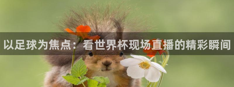 世界杯直播网：以足球为焦点：看世界杯现场直播的精彩瞬间